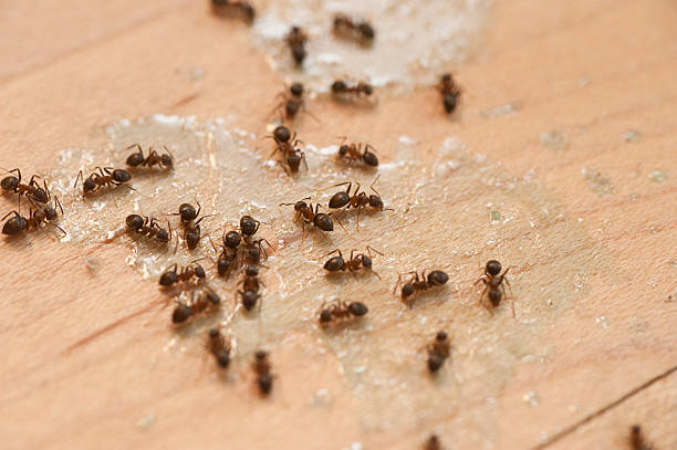 Insect Control in Garwood, NJ