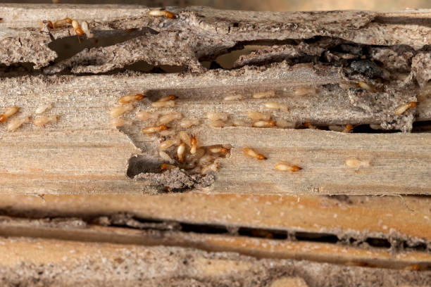 Best Best Pest Control Companies  in Garwood, NJ